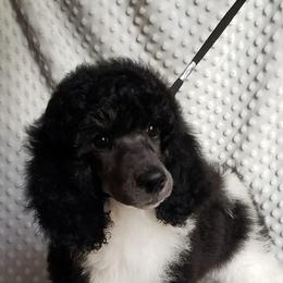 Poodle Puppies from Blue Moon Standard Poodles