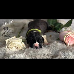 Duke - Black and white male Great Dane puppy in Liberty, New York from Catskills Greatest Danes