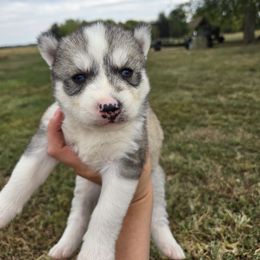 Mist - Gray and white female Siberian Husky puppy in Bingham, Illinois from Siberian Instincts Kennel
