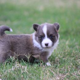 Boy 2 - male Pembroke Welsh Corgi puppy in Cameron, Texas from Moonstone Corgis & Frenchies
