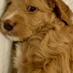 Double Doodle Puppies from Riverside Doodles in Seattle (double doodles)