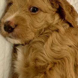 Double Doodle Puppies from Riverside Doodles in Seattle (double doodles)
