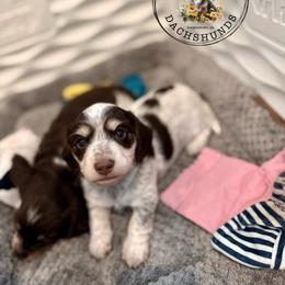 Teal Collar - Piebald female Dachshund puppy in Beaver, Pennsylvania from Meaden’s Mini Dachshunds