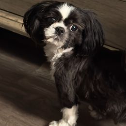 Olive - Shih Tzu
