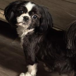 Olive - Shih Tzu