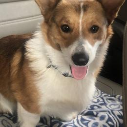 Pembroke Welsh Corgis from Rocking MAD Corgis
