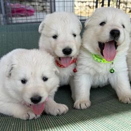 Berger Blanc Suisse and German Shepherd Puppies from Scenic Creek German Shepherds and White Swiss Shepherds