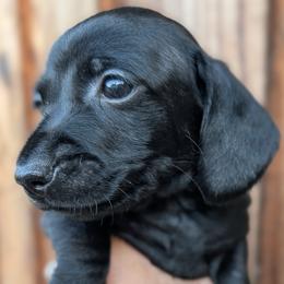 Pink Girl - Black female Dachshund puppy in Chehalis, Washington from Hill Top Dachshunds