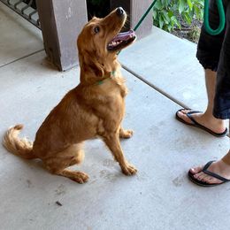 Cavapoos, Goldendoodles, and Poodles from Topnotchpoodles