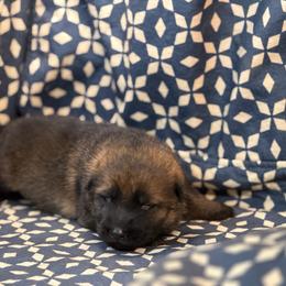 Black Collar - Sable male German Shepherd puppy in Riverside, California from Von Der Sagobi