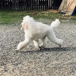 Boomer - Poodle