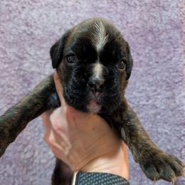 Faye - Brindle female Boxer puppy in Campbellsville, Kentucky from Bellbox German Boxers