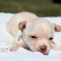 Blaze - Chocolate and tan female Chihuahua puppy in Forsyth, Georgia from Brooks Grove Canines LLC
