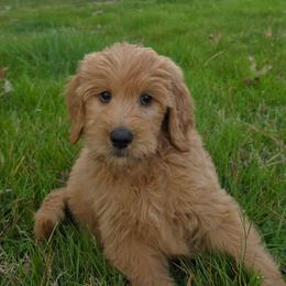 Eddie - Apricot male Goldendoodle puppy in Georgetown, Tennessee from Georgetown Designer & Purebred Puppies
