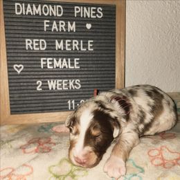 Coral - Red merle female Australian Shepherd puppy in Camp Verde, Arizona from Diamond Pines Farm