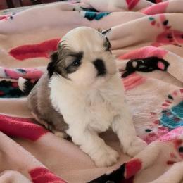 Alicia - Gold and white female Shih Tzu puppy in Pleasant Hill, Missouri from Misty Dajavue Shih-Tzu
