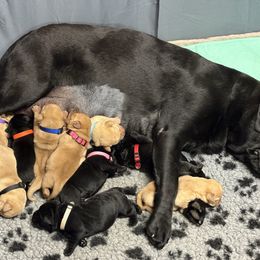 Female 8 - Black female Labrador Retriever puppy in Murrieta, California from The Golden Leash Kennels