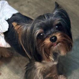 Sammy - Yorkshire Terrier