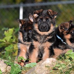 German Shepherd Puppies from Alta-Tollhaus German Shepherds