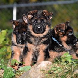 German Shepherd Puppies from Alta-Tollhaus German Shepherds