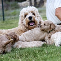 Goldendoodle Puppies from Grace of God Goldendoodles