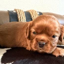 Ember - Ruby male Cavalier King Charles Spaniel puppy in Kidder, South Dakota from Continental Cavaliers