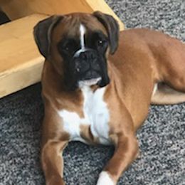 Boxers from Fitzgerald’s Boxers