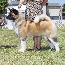 Akita from Kicho Na Akitas