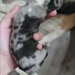 Boy 3 - Blue merle male Australian Shepherd puppy in Blairsville, Georgia from Georgia Peach Aussies
