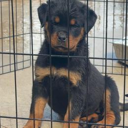 Girl 1 - Black and mahogany female Rottweiler puppy in Smyrna, Georgia from HYIQ
