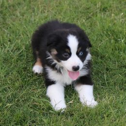 Miniature Australian Shepherd Puppies from Ridgestar Aussies