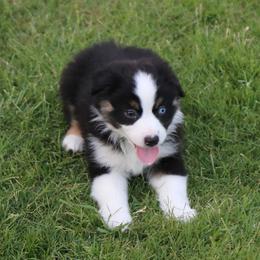 Miniature Australian Shepherd Puppies from Ridgestar Aussies
