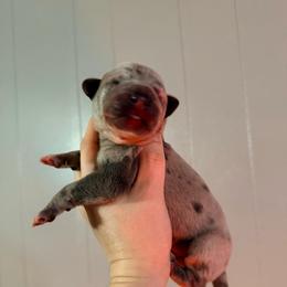 Donkey - Merle male Great Dane puppy in Jerusalem, Arkansas from Mara Danes