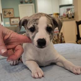 Boy 2 - White and fawn brindle male Whippet puppy in Elko New Market, Minnesota from Affinity