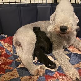 Bedlington Terrier and Great Dane Puppies from Cloud9 Bedlingtons and Argos Danes