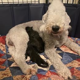 Bedlington Terrier and Great Dane Puppies from Cloud9 Bedlingtons and Argos Danes