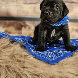 Blue-Straw carrier - Black male Cane Corso puppy in Fritch, Texas from Carrie Brown's Cane Corsos