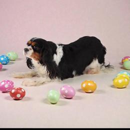 Teaser - Cavalier King Charles Spaniel