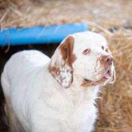 Maddie - Clumber Spaniel