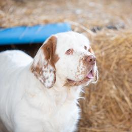 Maddie - Clumber Spaniel