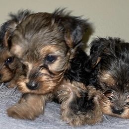 Yorkshire Terriers from Angel's Yorkies