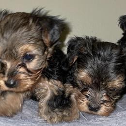 Yorkshire Terriers from Angel's Yorkies