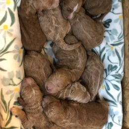 Goldendoodle Puppies from Penny Doodles