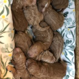Goldendoodle Puppies from Penny Doodles