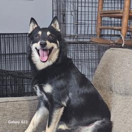 Squidward - Tri-color male Pomsky puppy in Stover, Missouri from Lx2 County Line Pomskies