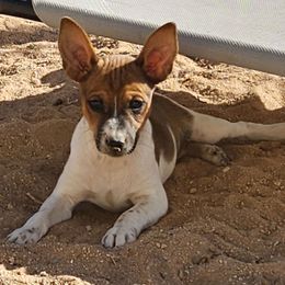 Girl 3 - Red white and sable female Rat Terrier puppy in Apple Valley, California from Dynamite Rat Terriers
