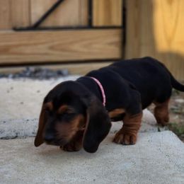 Basset Hound Puppies from Hoosier Basset Hounds