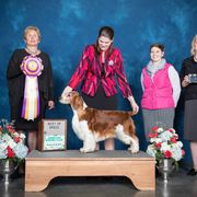 Welsh Springer Spaniel All Grown Up from Renascent Welsh Springer Spaniels