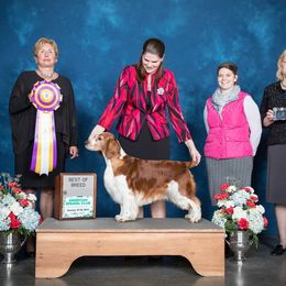 Welsh Springer Spaniel All Grown Up from Renascent Welsh Springer Spaniels