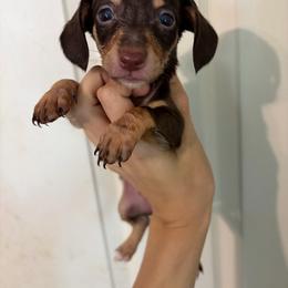 Kaveh - Chocolate and tan male Dachshund puppy in Conroe, Texas from Dots Dachshunds